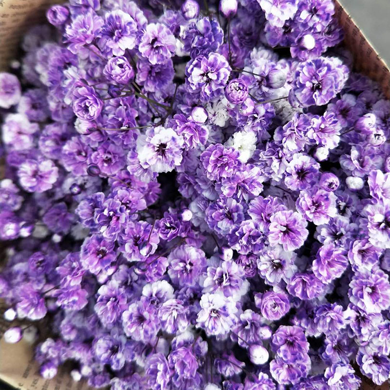 紫白色—吸色满天星
