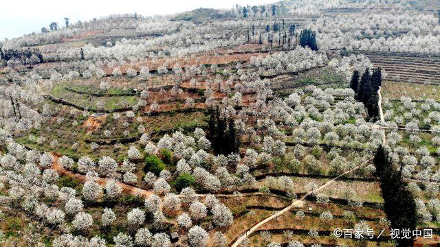 3月22日,云南红河,春日时节,个旧市鸡街镇加级寨山中的万亩梨花盛开