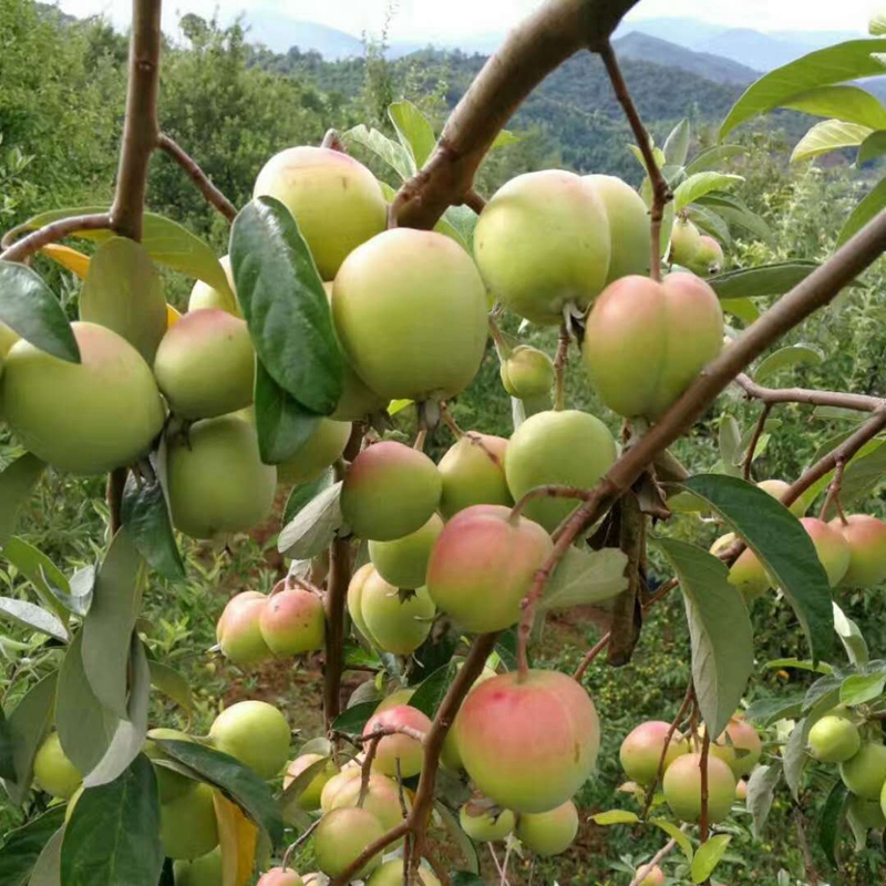 我们公司长期供应地方特产,现有一批云南普洱特产天然野生多依果可