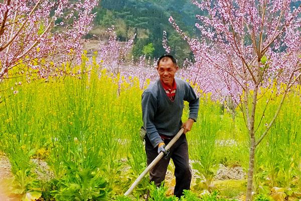 保山腾冲北海：桃花朵朵开 富美乡村款款来