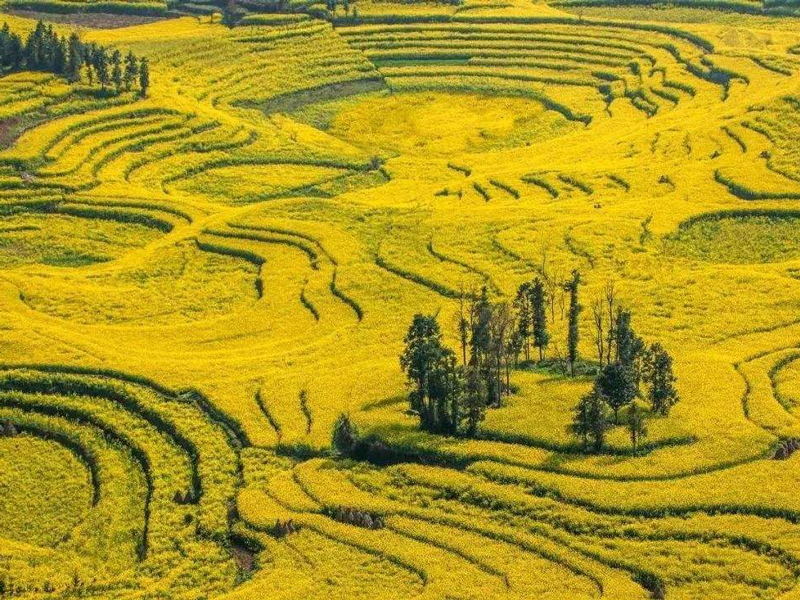 云南：数字农业推动高原特色农业再跨越