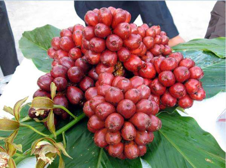 简谱草果_草果图片