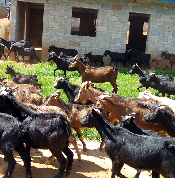 正宗黑山羊-云南黑山羊养殖