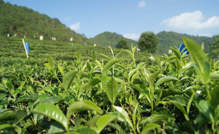 大理州推动高山生态茶产业提质增效